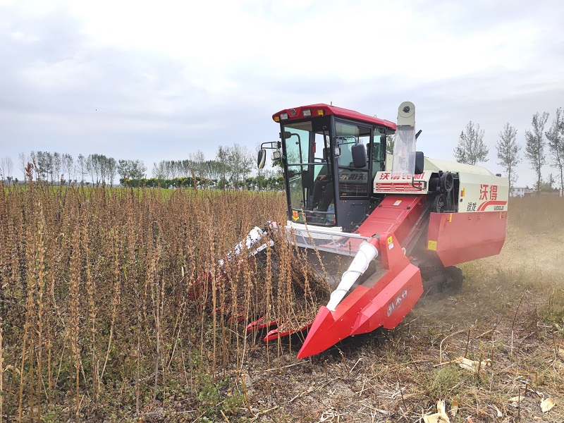 5.3芝麻机械化收获.jpg
